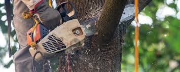 Best Commercial Tree Services  in Randallstown, MD