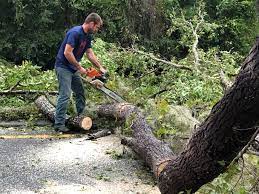  Randallstown, MD Tree Services Pros