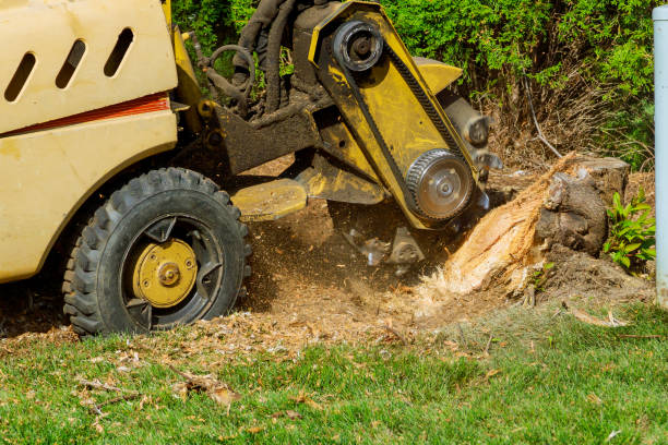 Tree and Shrub Care in Randallstown, MD