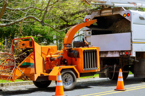 Best Tree Mulching  in Randallstown, MD