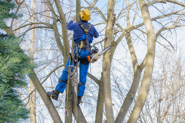 Best Seasonal Cleanup (Spring/Fall)  in Randallstown, MD