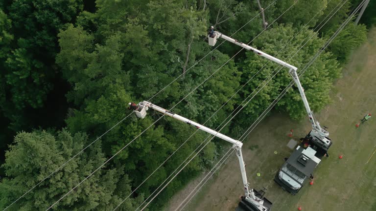 How Our Tree Care Process Works  in  Randallstown, MD