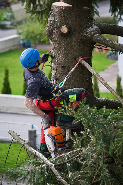 Best Stump Grinding and Removal  in Randallstown, MD