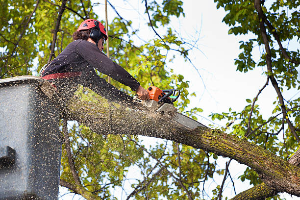 Best Leaf Removal  in Randallstown, MD